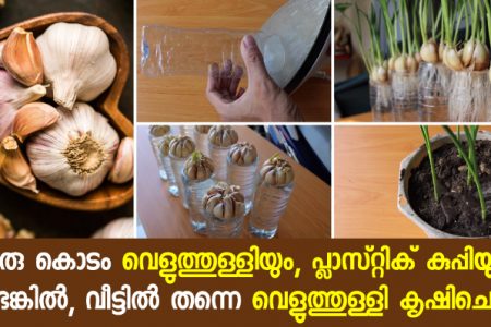 ഇനി പ്ലാസ്റ്റിക് കുപ്പിയിൽ ഒരു കൊടം വെളുത്തുള്ളി കൊണ്ട് കാട് പോലെ വെളുത്തുള്ളി വീട്ടിൽ വളർത്താം!! | Garlic Farming Tips Using Plastic Bottles