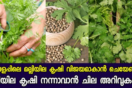 വീട്ടിൽ മല്ലിയില കാടു പോലെ തഴച്ചു വളരാൻ ഇങ്ങനെ ചെയ്താൽ മതി! വീട്ടുവളപ്പിലെ മല്ലിയില കൃഷി വിജയമാകാൻ ചെയേണ്ട കാര്യങ്ങൾ.!! | How to Grow Coriander
