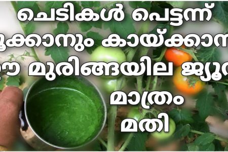 ചെടികൾ പെട്ടെന്ന് പൂക്കാനും കായ്ക്കാനും ഈ മുരിങ്ങയില ജ്യൂസ് മാത്രം മതി! ഇനി ഒരു പൂവും കൊഴിയില്ല, 100 മേനി വിളവുറപ്പ്!! | Vegetable Growing Tips