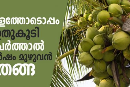 വളത്തോടൊപ്പം ഇതുകൂടി ചേർത്താൽ മതി! തെങ്ങിന് ഇരട്ടി വിളവ് ഉറപ്പ്! ഇനി വർഷം മുഴുവൻ തേങ്ങ കുലകുത്തി നിറയും!! | Coconut Cultivation Tips