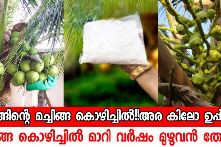 ഇത് അര കിലോ മതി മച്ചിങ്ങ കൊഴിച്ചിൽ മാറി വർഷം മുഴുവൻ തെങ്ങിൽ തേങ്ങ കുലകുത്തി നിറയും! ഇനി തെങ്ങിന് പത്തിരട്ടി വിളവ് കിട്ടും 100% ഉറപ്പ്!! | How to Grow and Fertilize Coconut Tree