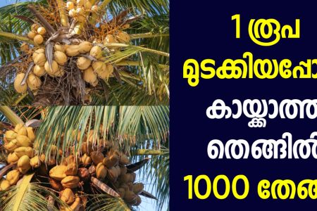 1 രൂപ മുടക്കിയപ്പോൾ കായ്ക്കാത്ത തെങ്ങിൽ 1000 തേങ്ങ! ഏത് കായ്ക്കാത്ത തെങ്ങും കുലകുത്തി നിറയും ഈ ഒരു സൂത്രം ചെയ്താൽ!! | Coconut Farming and Cultivation Tips