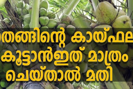 തെങ്ങിന്റെ കായ്ഫലം കൂട്ടാൻ ഇത് മാത്രം ചെയ്താൽ മതി! തെങ്ങ് ഇതുപോലെ നട്ടു വളപ്രയോഗം ചെയ്താൽ തെങ്ങിന് ഇരട്ടി കായ്ഫലം ഉറപ്പ്.!! | How to get more Yield from Coconut Tree