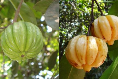 കുടംപുളി നിസാരകാരനല്ല!  ഈ പുളി കണ്ടിട്ടുള്ളവരും കഴിച്ചിട്ടുള്ളവരും ഈ വീഡിയോ തീർച്ചയായും കണ്ടിരിക്കണം.!!