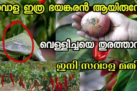 ചെടിയിലെ വെള്ളീച്ചയെ തുരത്താൻ ഒരു സവാള മതി! ഇതൊന്ന് സ്പ്രേ ചെയ്താൽ മതി വെള്ളീച്ചയുടെ ശല്യം ഇനി ഇല്ലേ ഇല്ല!! | Get Rid of Whiteflies Using Onion