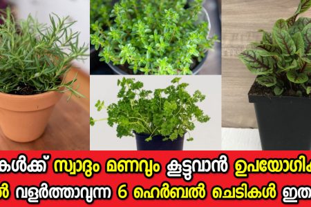 കറികൾക്ക് സ്വാദും മണവും കൂട്ടുവാൻ ഉപയോഗിക്കുന്ന വീട്ടിൽ വളർത്താവുന്ന 6 ഹെർബൽ ചെടികൾ ഇതാണ്.!!