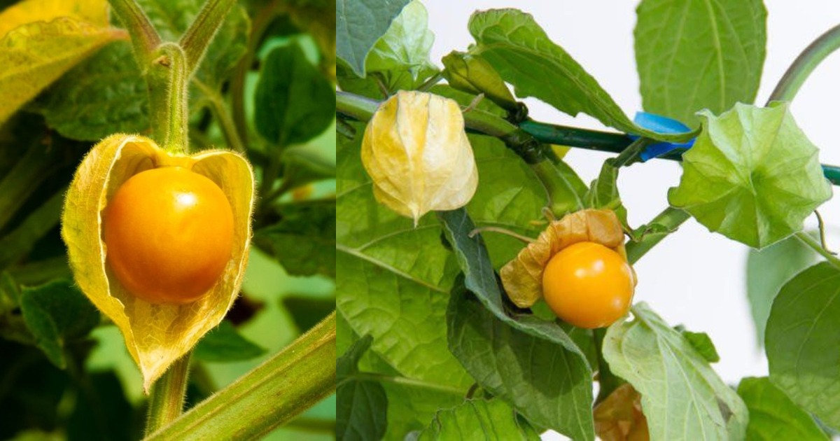 Golden Berry Benefits