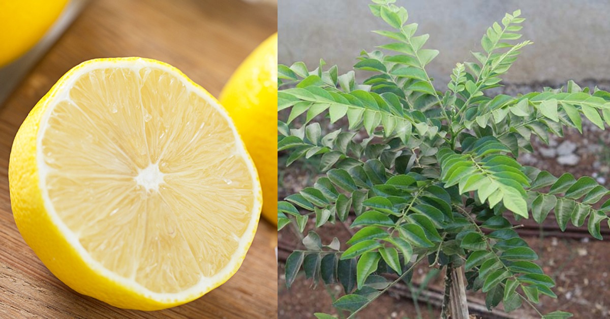 Grow curry leaves using lemon