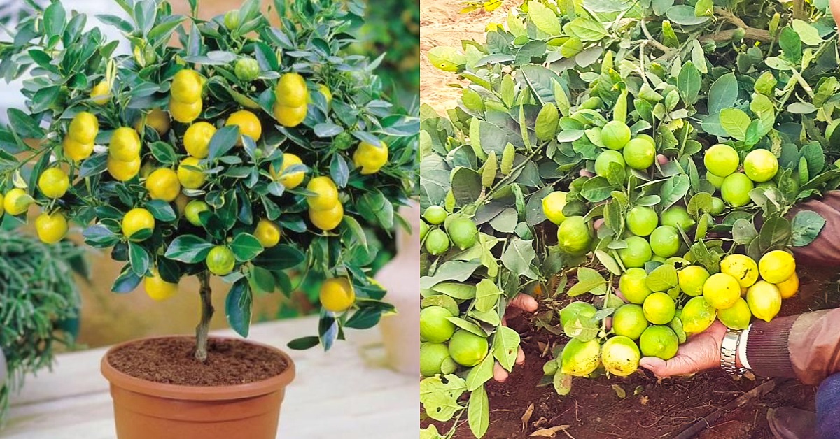 How To Grow Lemon In Pots