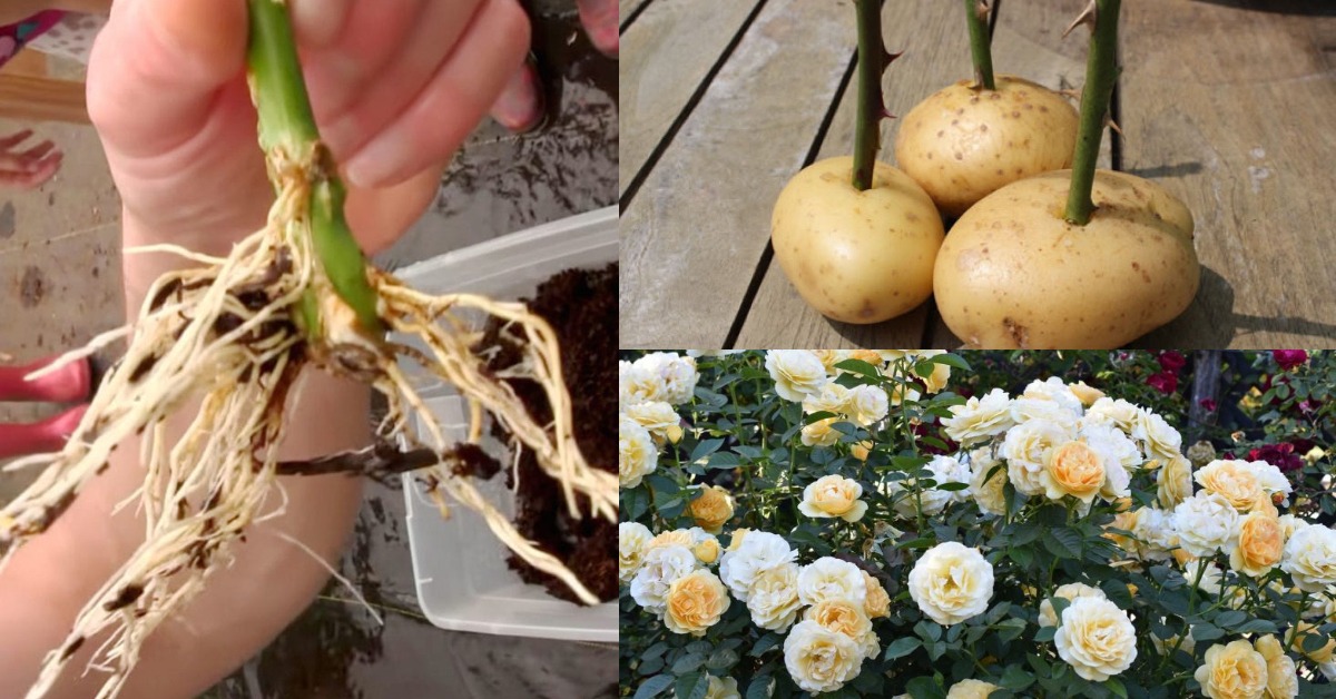 How To Grow Rose Cuttings In Potatoes