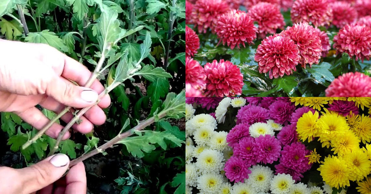 Jamanthi Flower Cultivation Tips