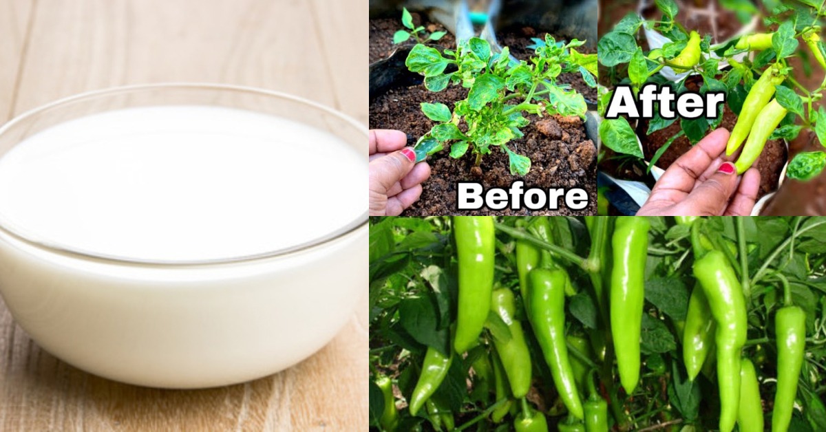 Kanthari mulaku krishi tips