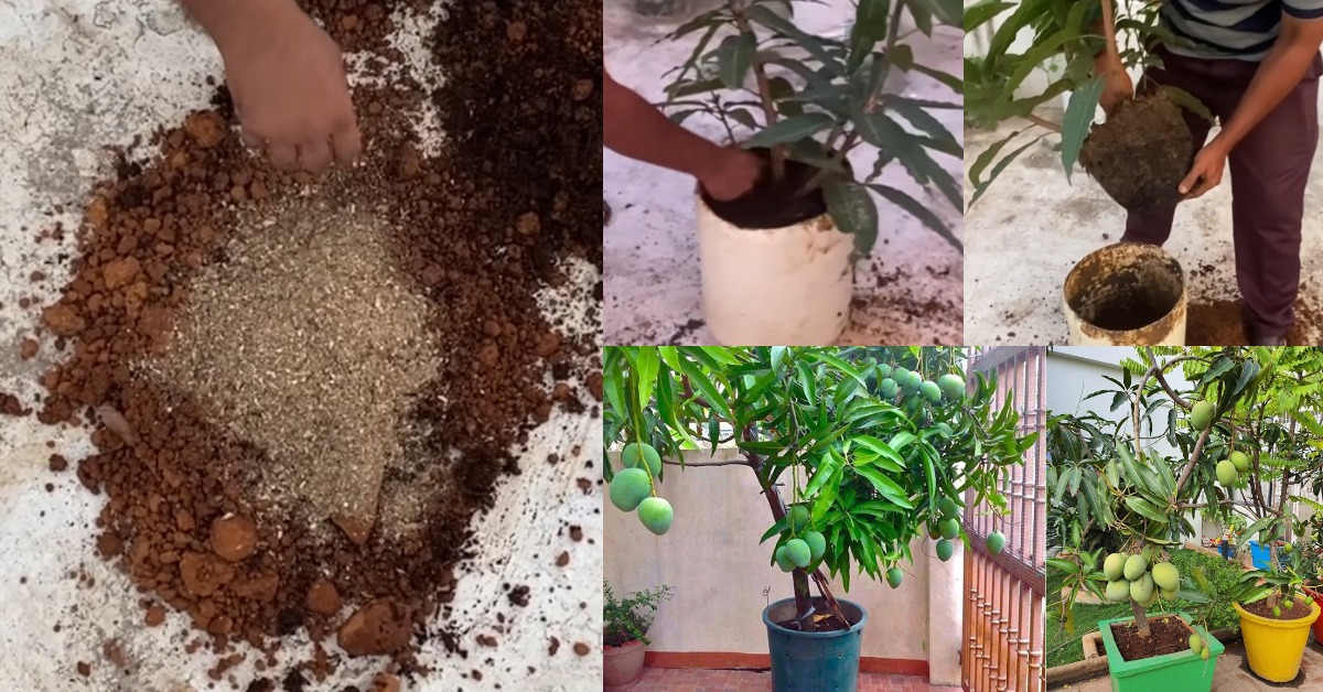 Mango tree cultivation tips