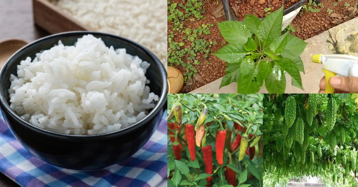 Rice beer fertilizer