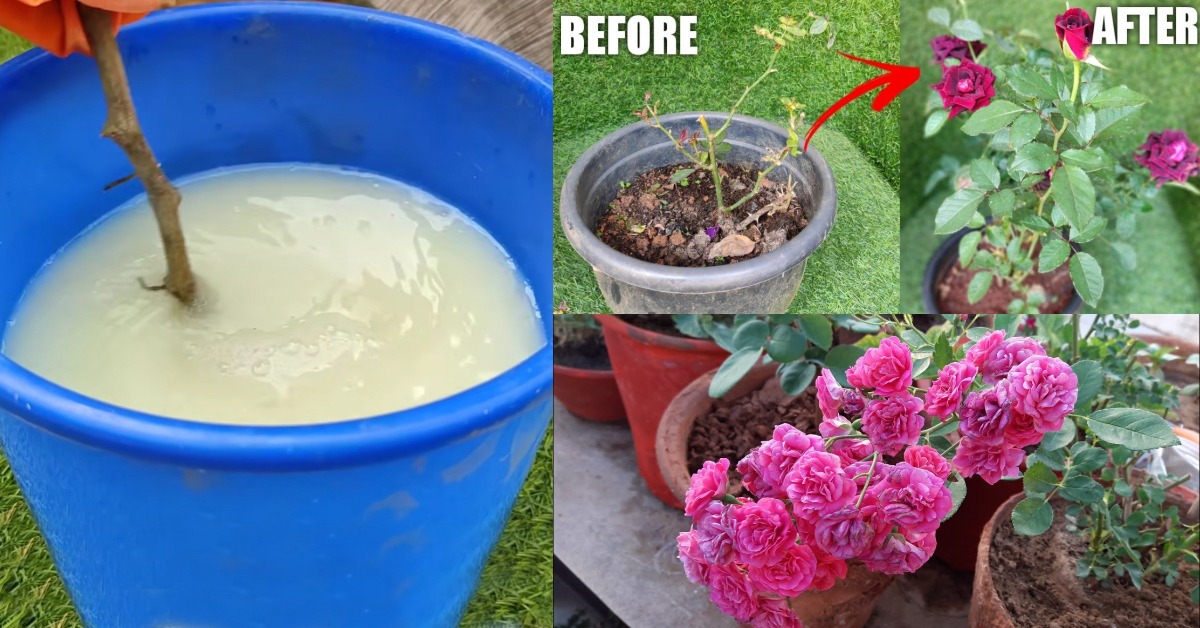 Rose Plant Care Tips