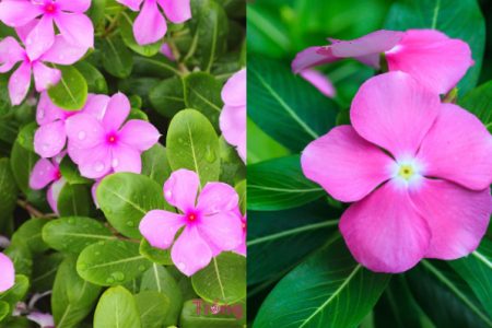 ഈ ചെടി കണ്ടിട്ടുള്ളവരും വീട്ടിലുള്ളവരും തീർച്ചയായും അറിഞ്ഞിരിക്കണം!! കണ്ടു നോക്കൂ; നിങ്ങൾ ഞെട്ടും.!!