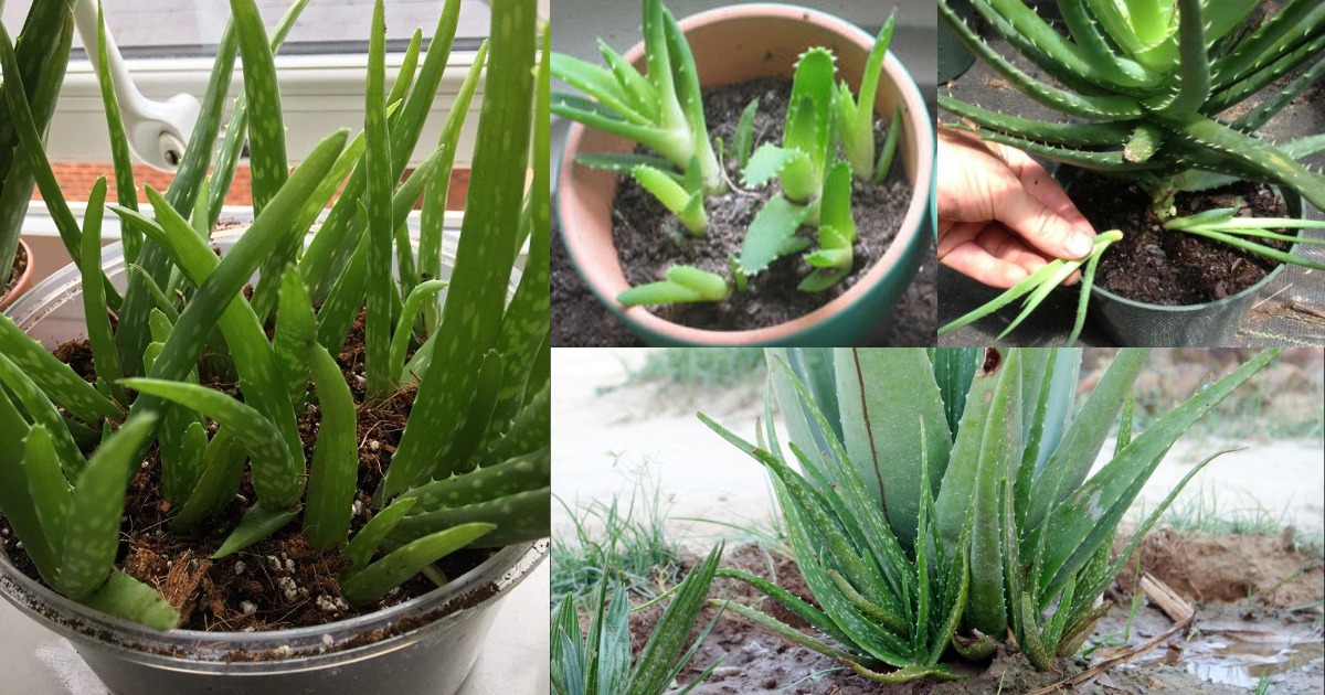 How to Grow Aloe Vera Plants