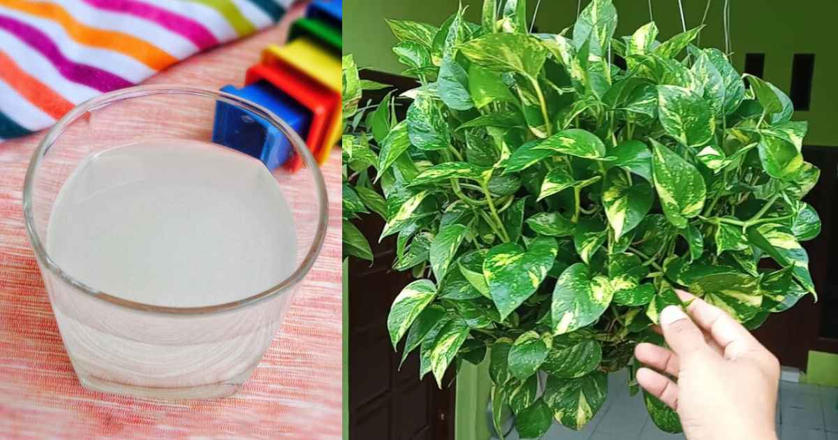 How to grow money plant at home