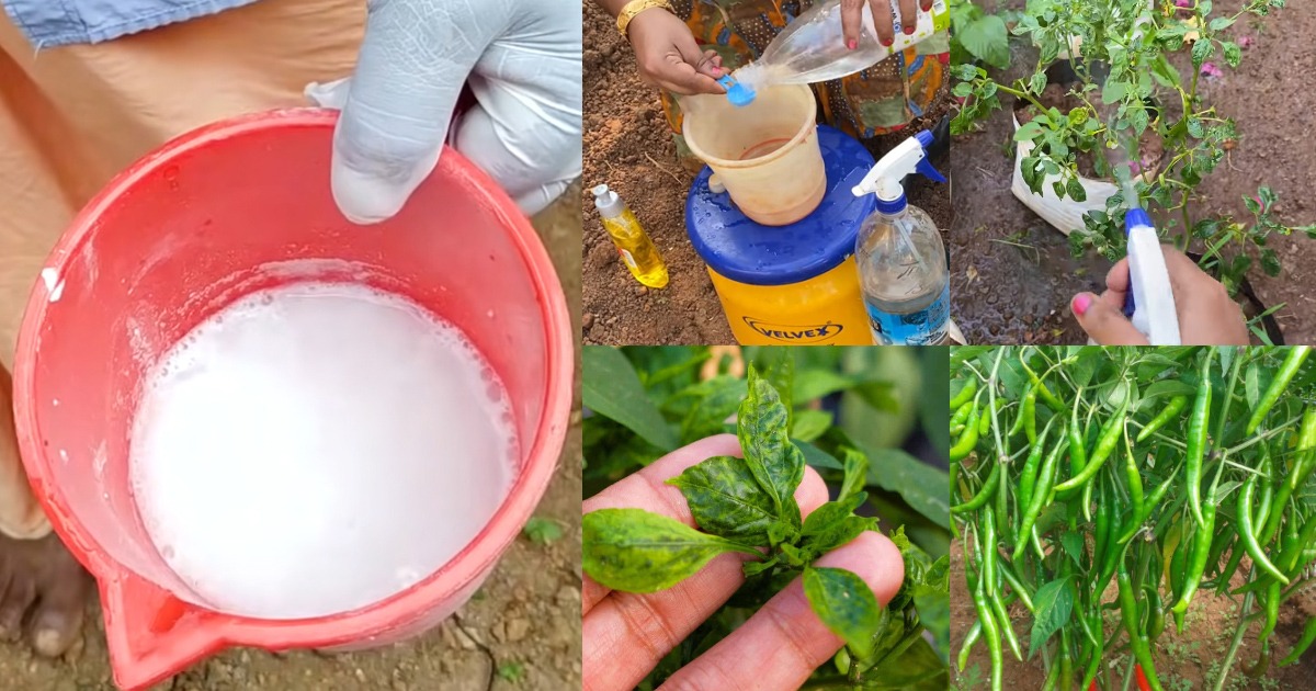 Kanthari mulaku krishi tips