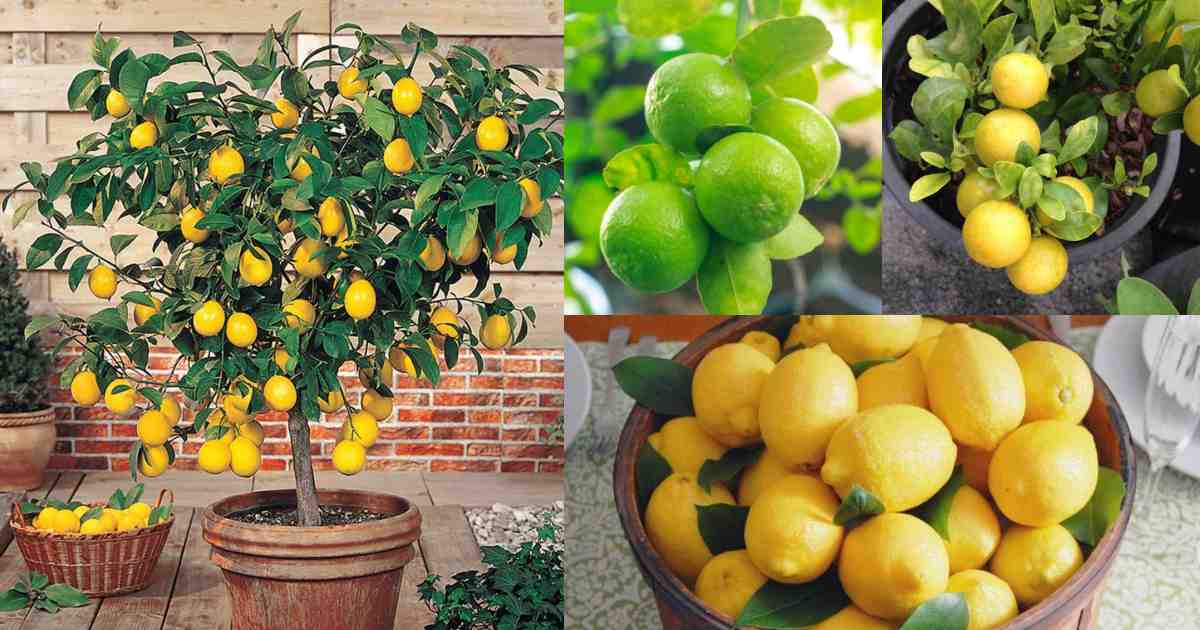 Lemon cultivation tips