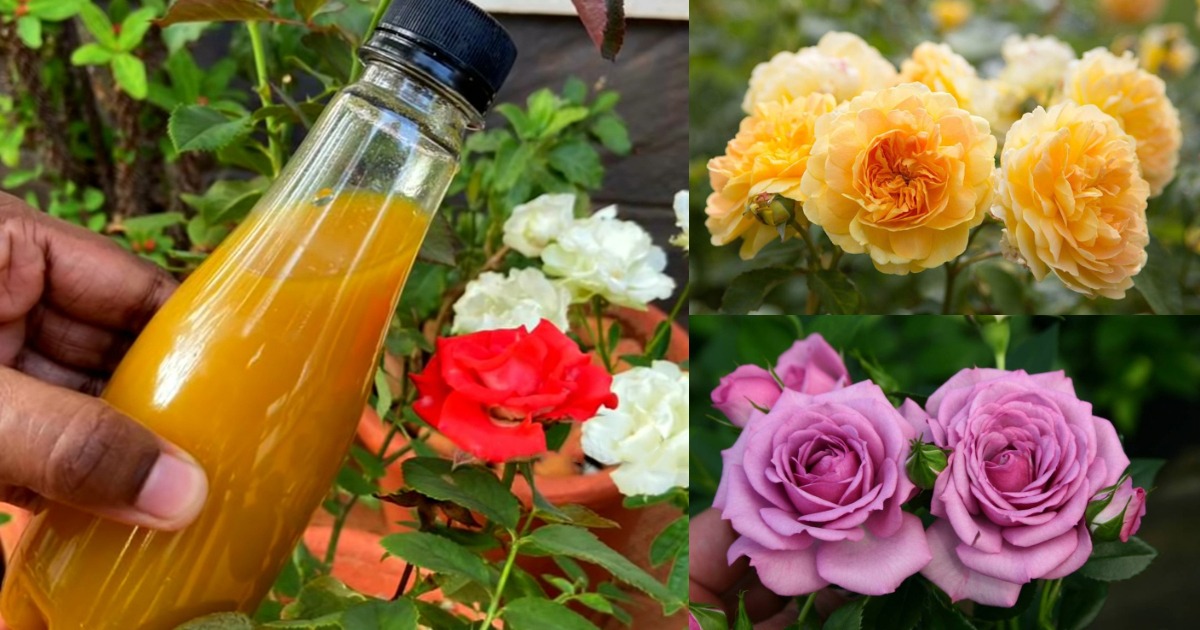 Natural method for Rose muradippu