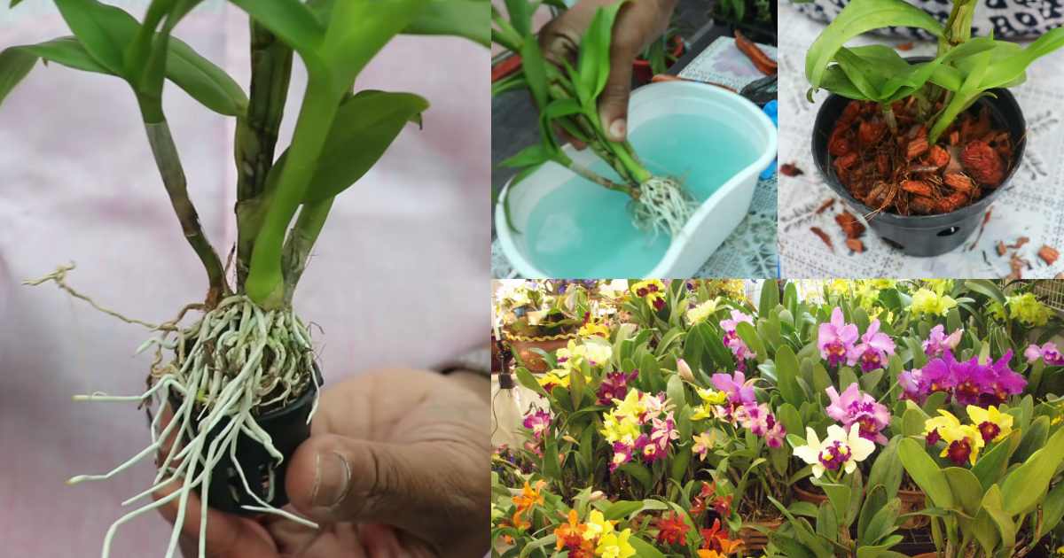 Orchid care