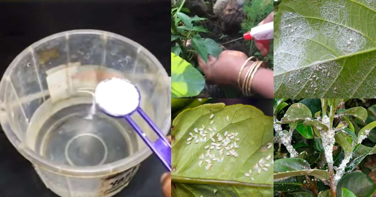 Remedies to get rid of mealybugs