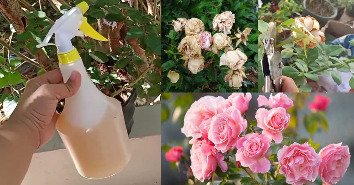 Top 4 Rose Gardening secret Tips