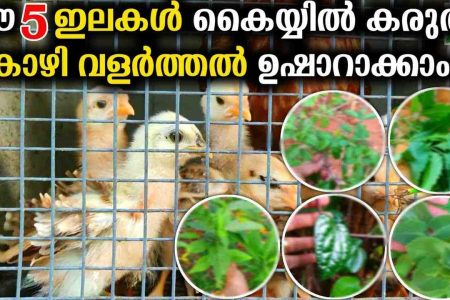ഈ 5 ഇലകൾ കയ്യിൽ കരുതൂ കോഴി വളർത്തൽ ഉഷാറാക്കാം! കോഴി കുഞ്ഞുങ്ങൾ പെട്ടെന്ന് വളരാനും അസുഖം വരാതിരിക്കാനും ഇങ്ങനെ ചെയ്യൂ!! | Poultry Farming Tips