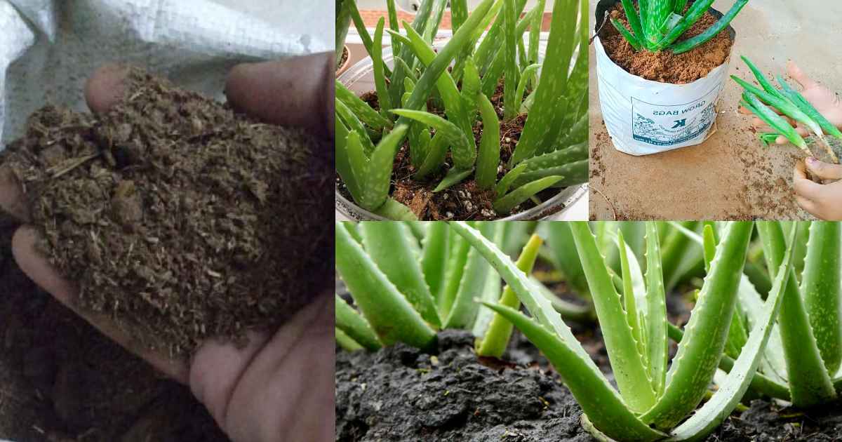 Aloe vera plant care Best Fertilizer