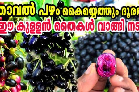 ഈ കുള്ളൻ തൈകൾ വാങ്ങി നടൂ! ഞാവൽ പഴം ഇനി കൈയ്യെത്തും ദൂരത്ത് നിന്നും പൊട്ടിക്കാം; രണ്ട് വർഷം കൊണ്ട് കായ്ക്കുന്ന ഞാവൽ!! | Thailand Black Njaval Plant Care
