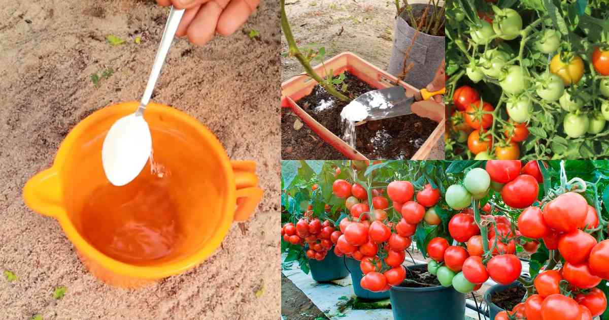 Tomato Fertilizer