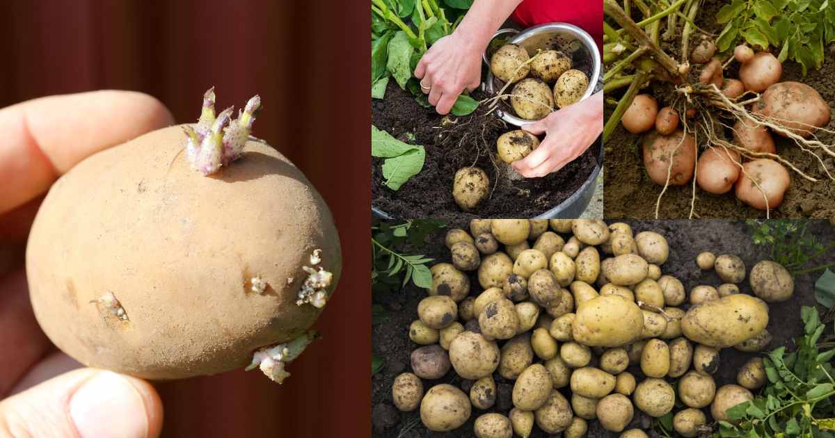 How to grow potatoes easily