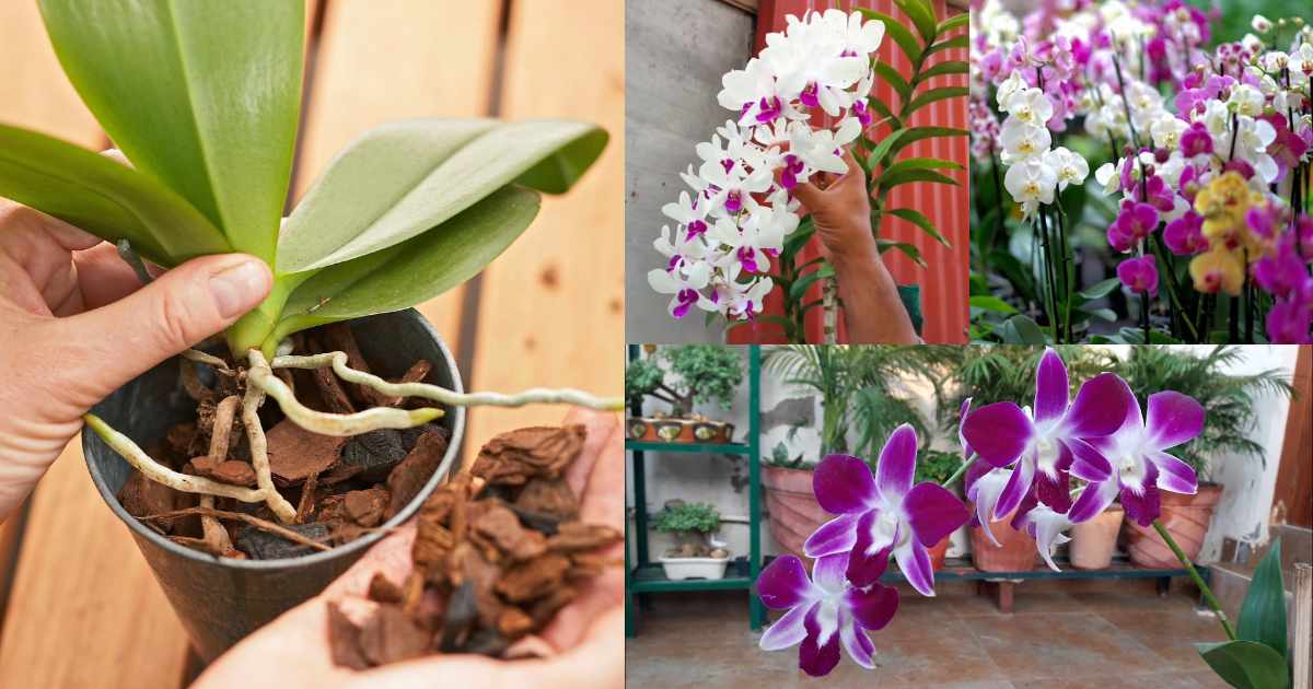 orchid complete care