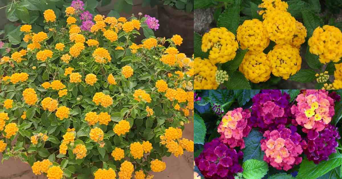 7 Tips to increase Lantana Flowering