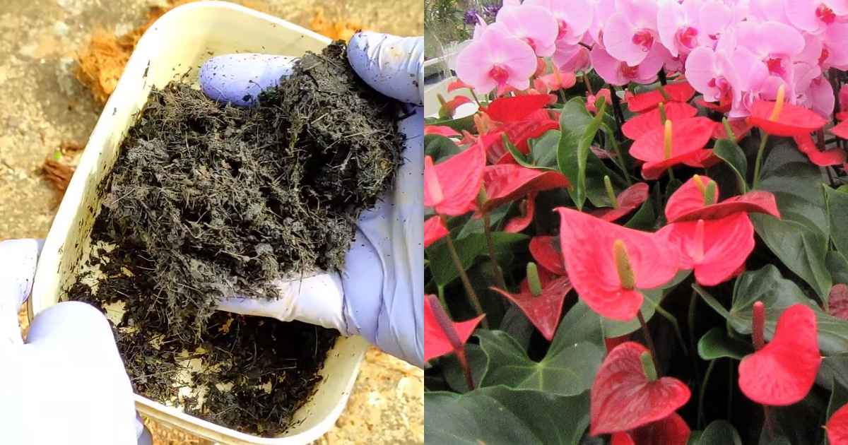 Anthurium Propagation
