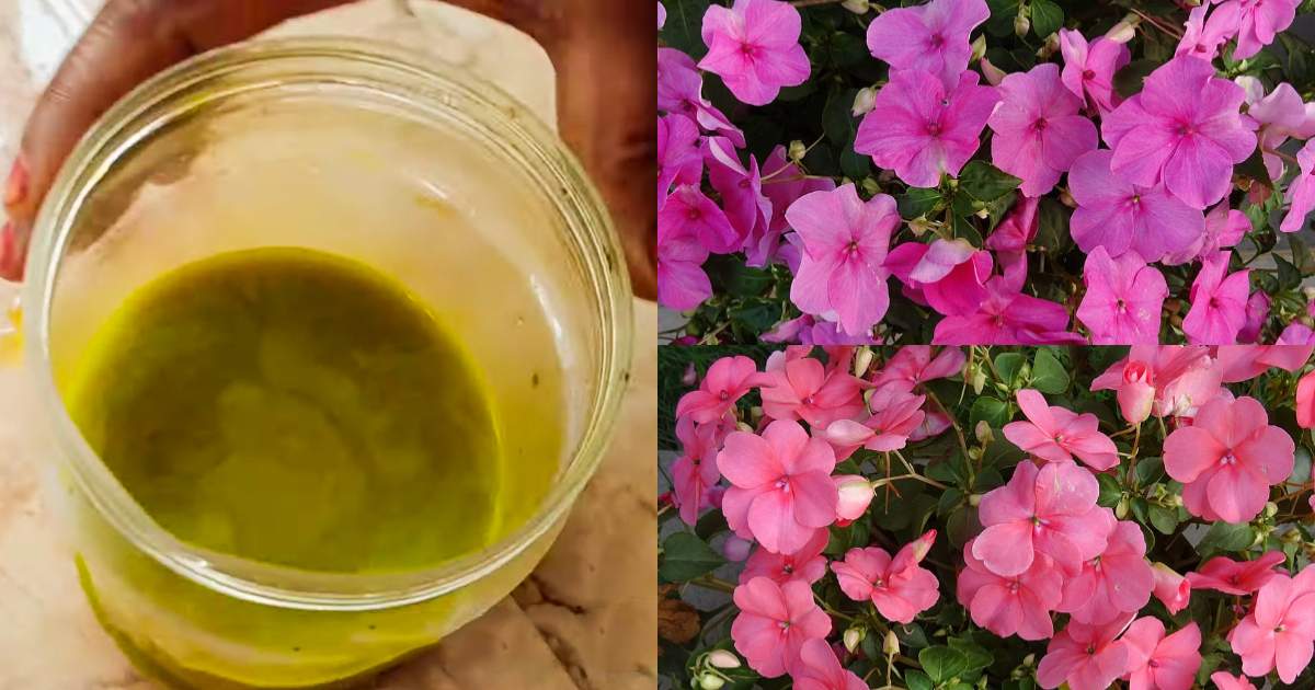 Balsam Plant Careing