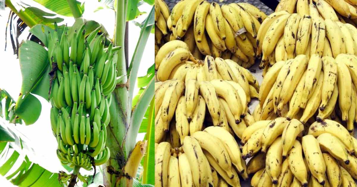 Ethavazha Krishi Tips