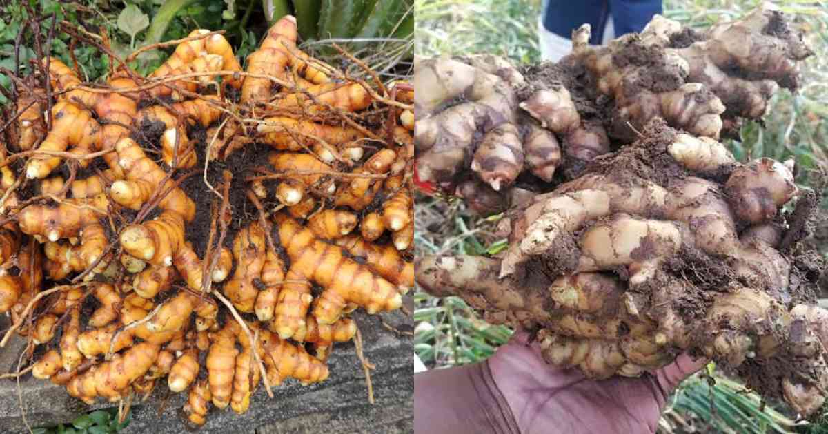 Ginger Turmeric cultivation