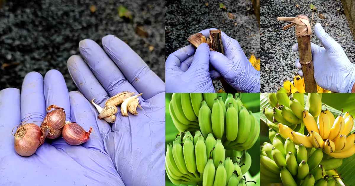 How to start a banana Farm