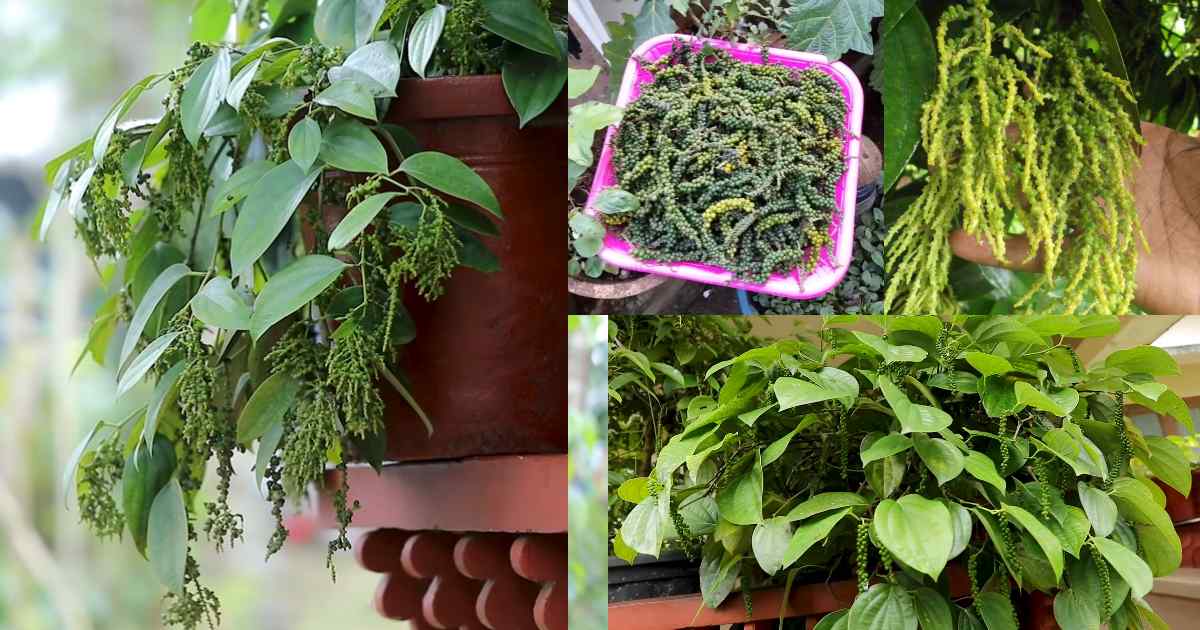 Kurumulaku krishi