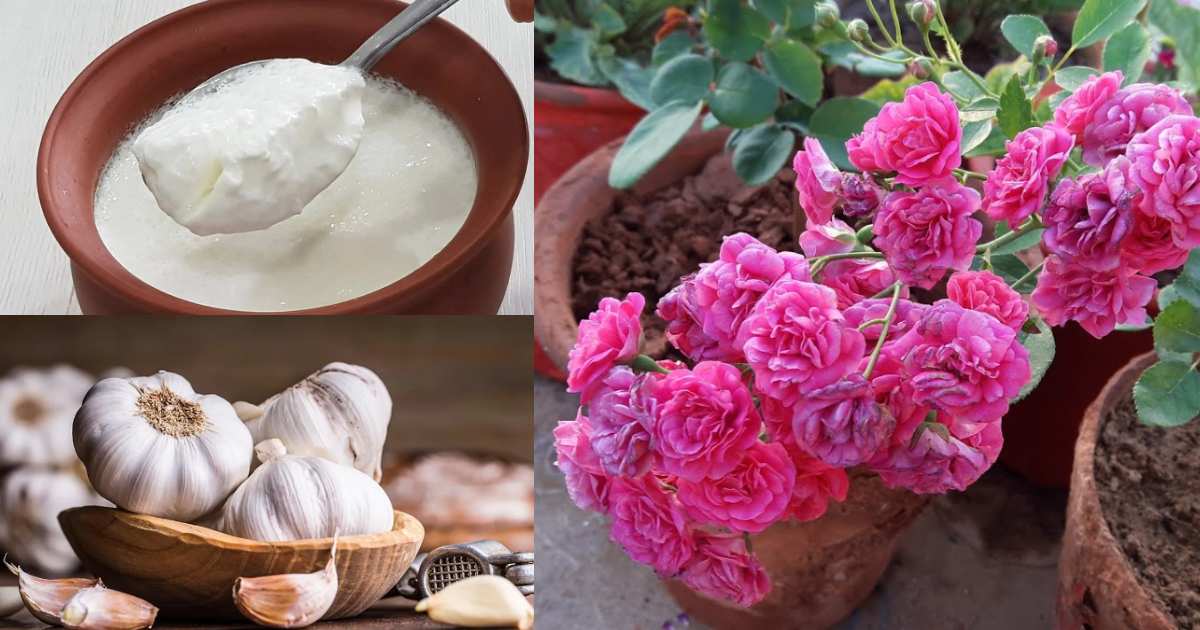curd fertilizer for rose plant