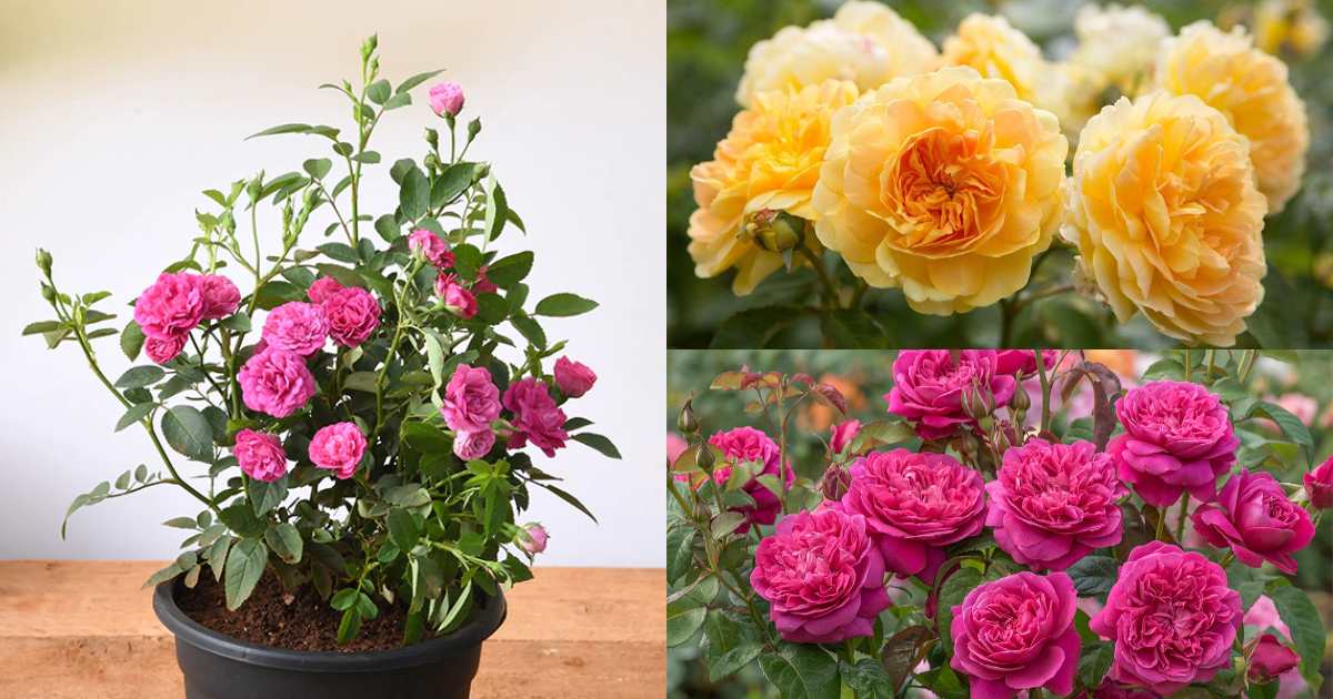 nadan rose flowering tips