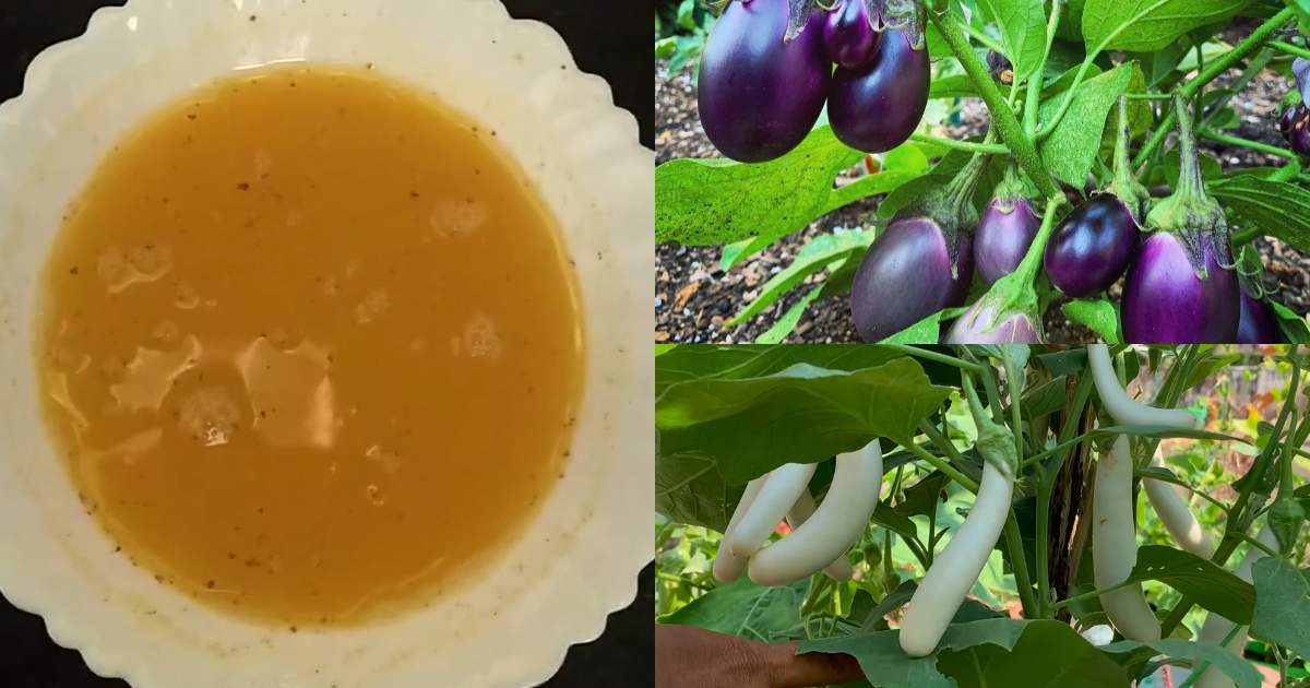organic fertilizer for plants