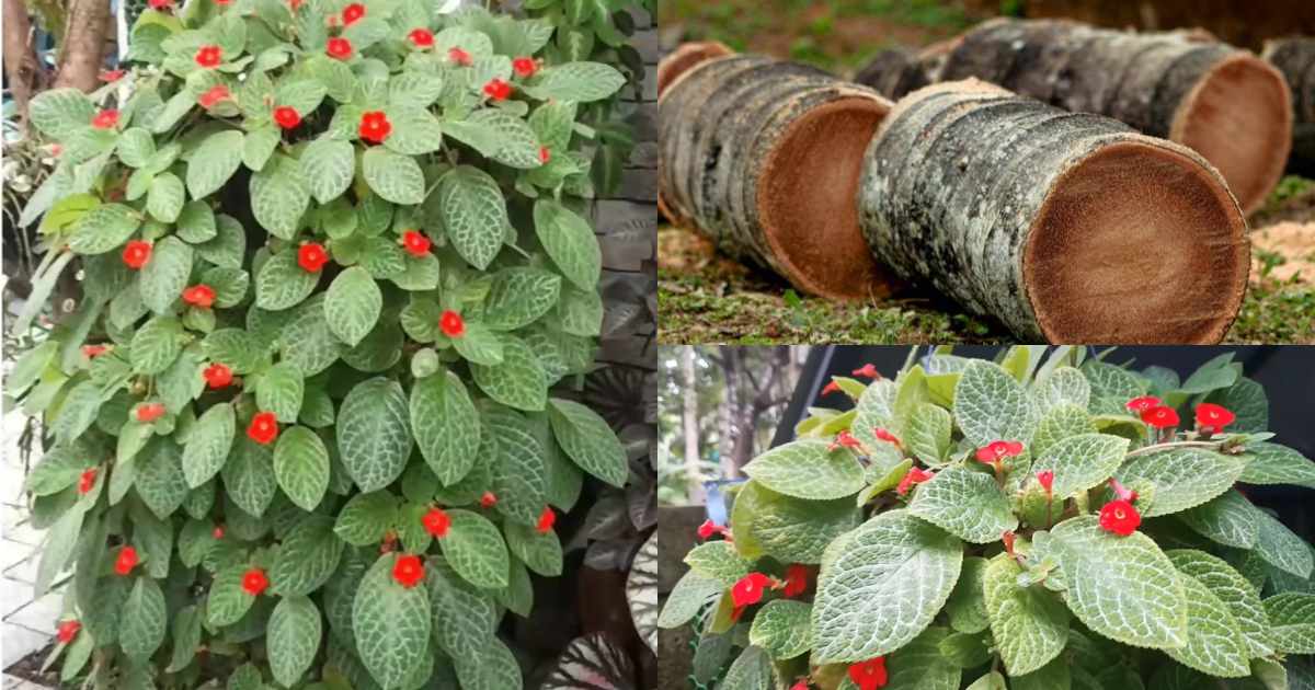 Bushy episcia plant in coconut timber