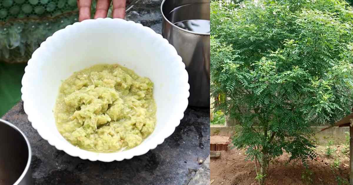 Kariveppila-Krishi-Tip
