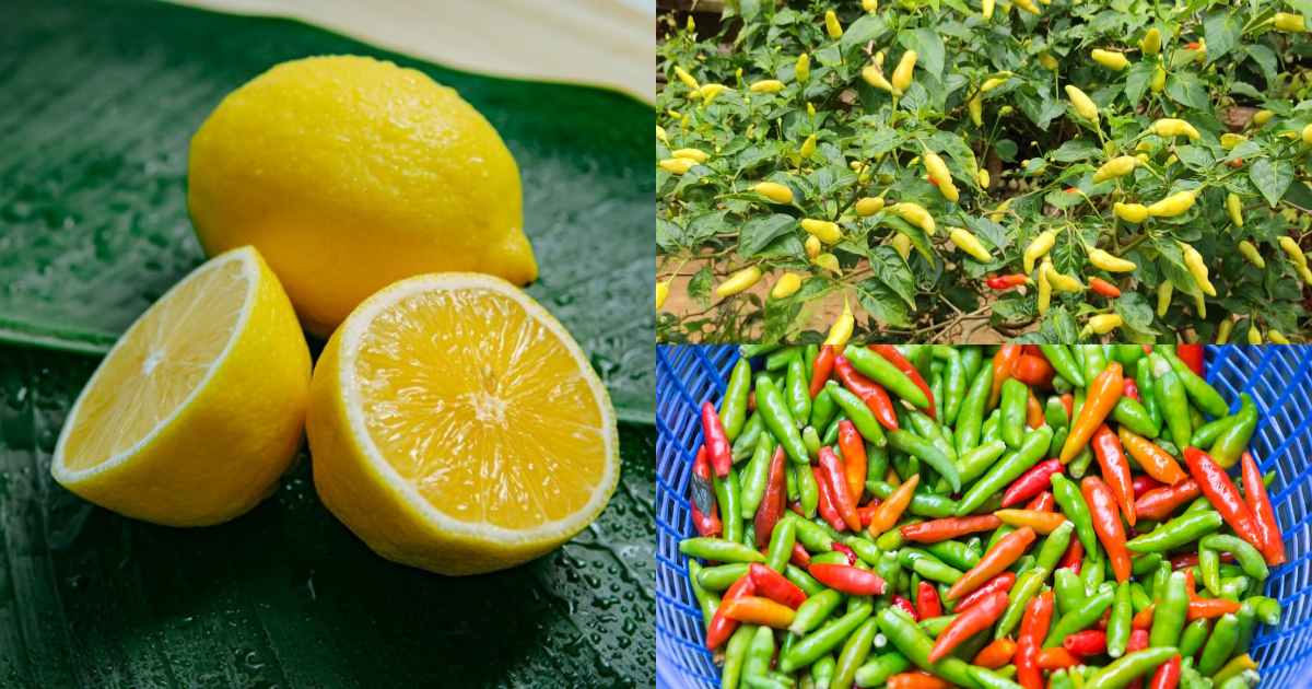 One lemon is enough to double the yield of chillies