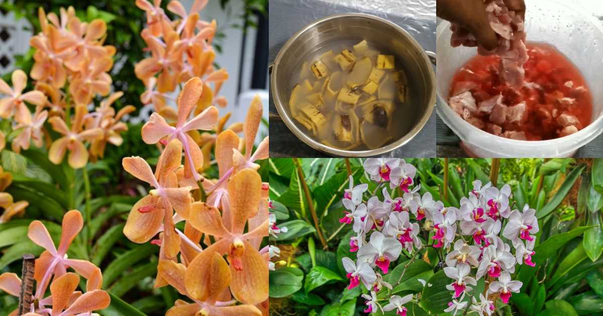 Orchid blooming care