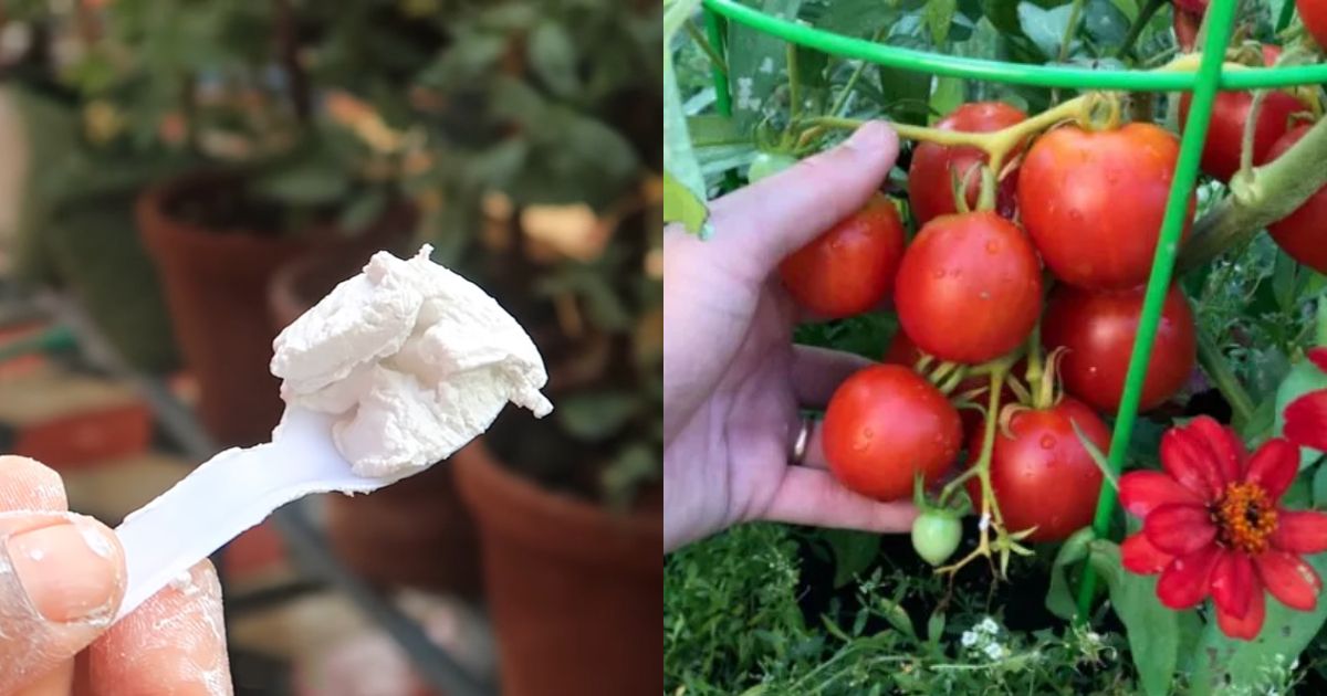 Tips for Growing Great Tomatoes