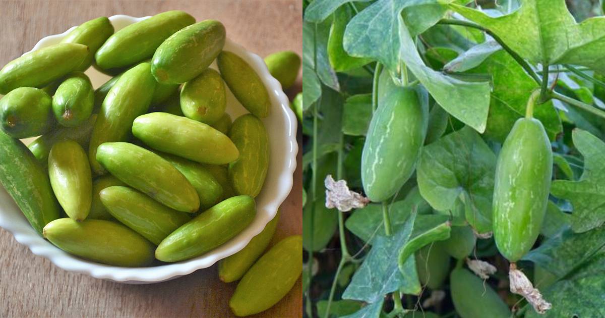 Ivy Gourd